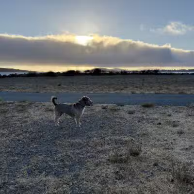 Point Isabel Dog Park - Richmond, CA
