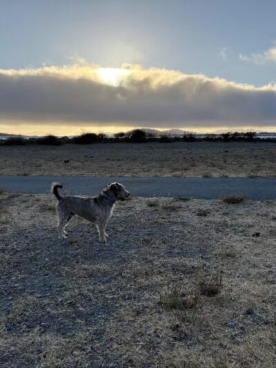 Point Isabel Dog Park - Richmond, CA