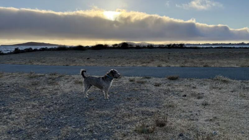 Point Isabel Dog Park - Richmond, CA