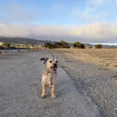 Point Isabel Dog Park - Richmond, CA