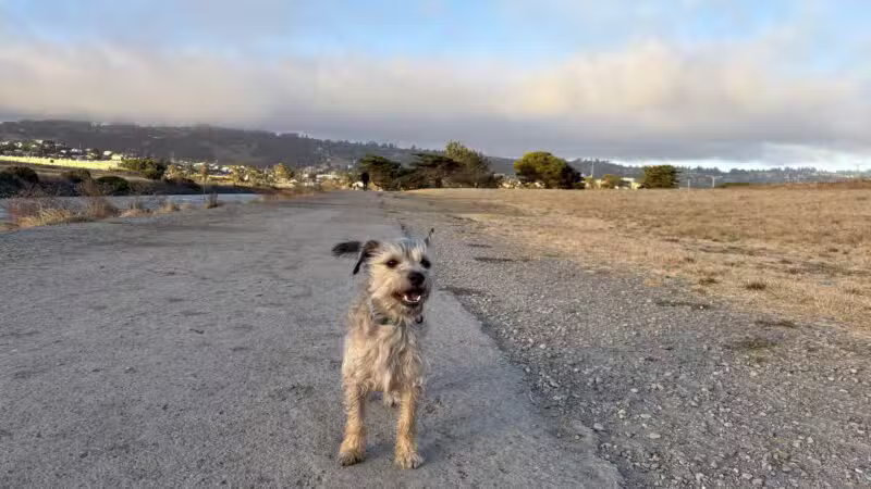 Point Isabel Dog Park - Richmond, CA