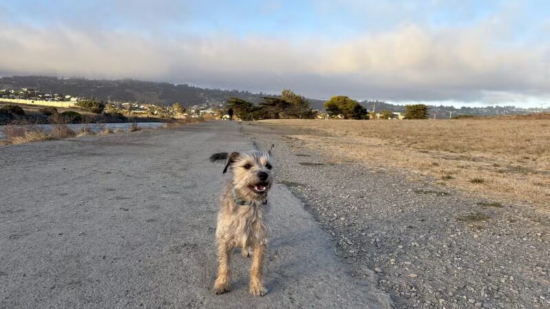 Point Isabel Dog Park - Richmond, CA