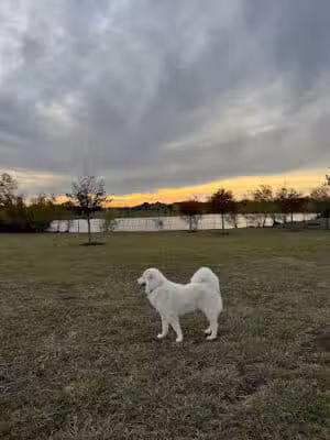 Harvest Green Dog Park - Richmond, TX
