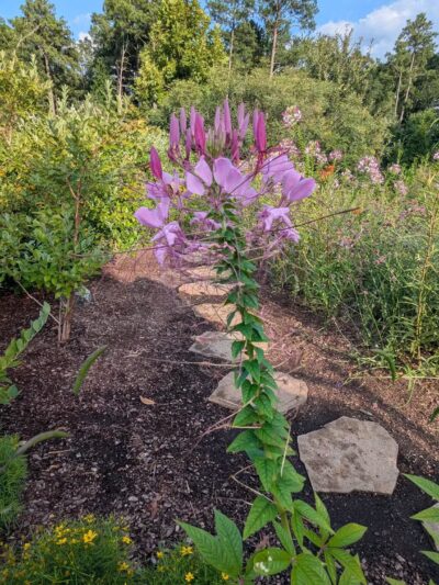 Short Pump Park - Ridge, VA