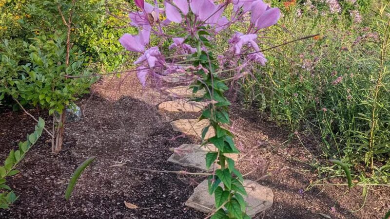 Short Pump Park - Ridge, VA