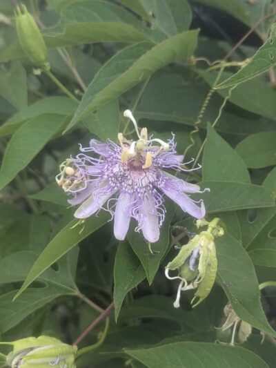 Short Pump Park - Ridge, VA