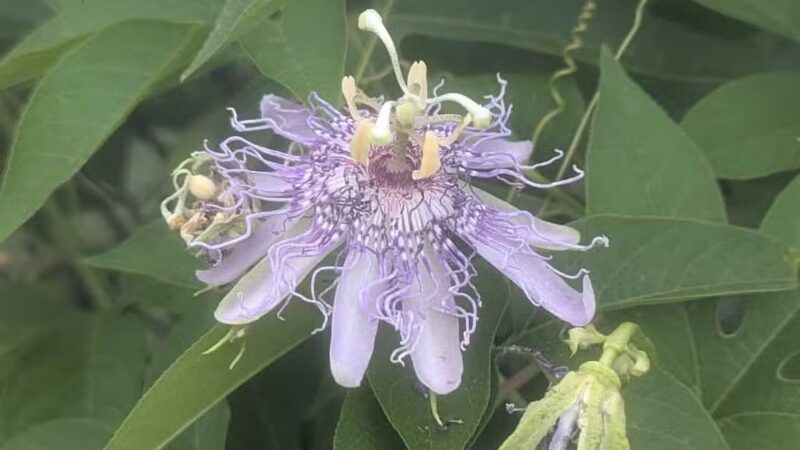 Short Pump Park - Ridge, VA