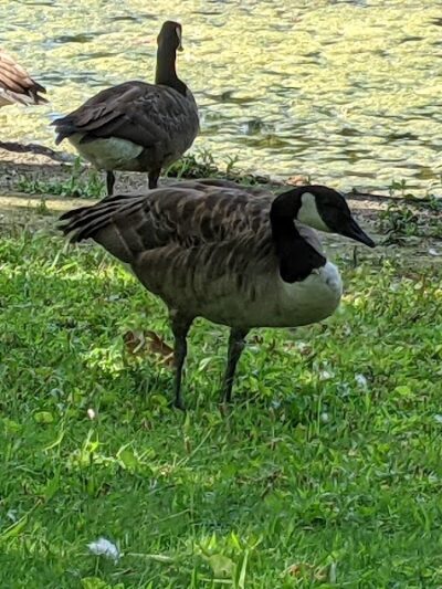 Saddle River County Park-Wild Duck Pond Area - Ridgewood, NJ