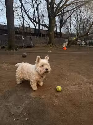 Mafera Dog Park - Ridgewood, NY