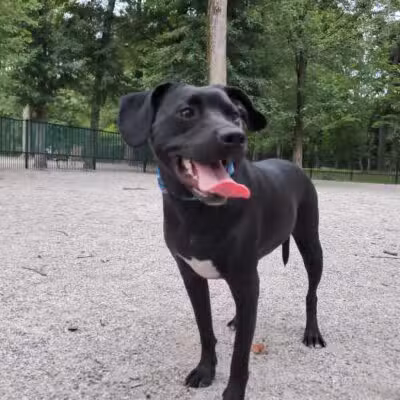 Ridgewood Dog Park - Ridgewood, NJ