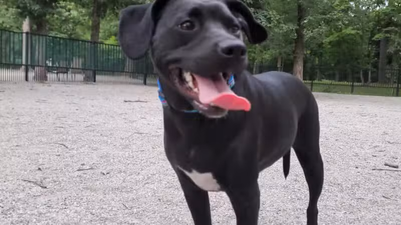 Ridgewood Dog Park - Ridgewood, NJ