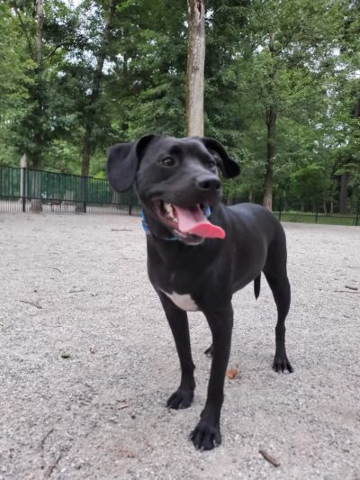 Ridgewood Dog Park - Ridgewood, NJ