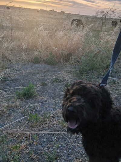 Dog park - Rio Vista, CA