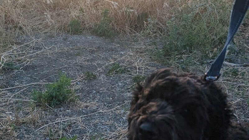 Dog park - Rio Vista, CA