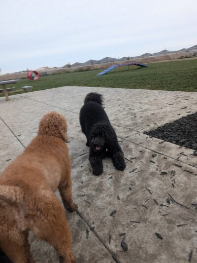 Dog park - Rio Vista, CA