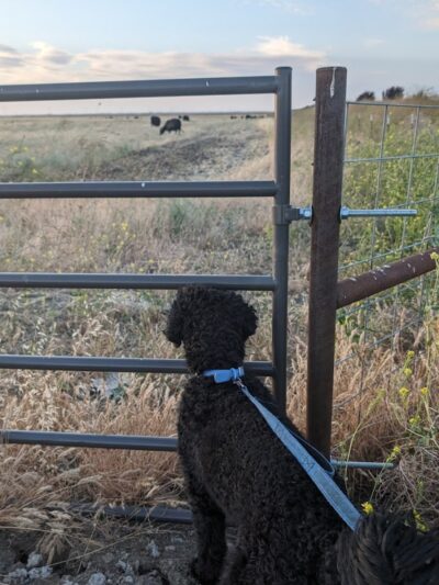 Dog park - Rio Vista, CA