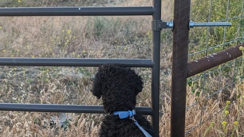 Dog park - Rio Vista, CA