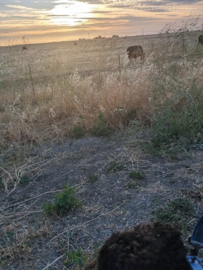 Dog park - Rio Vista, CA