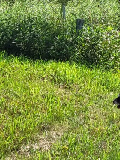 River Falls Dog Park - River Falls, WI