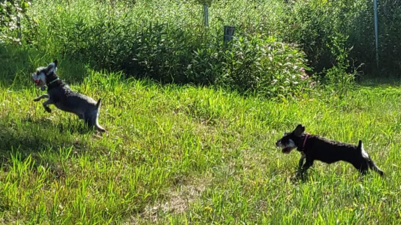 River Falls Dog Park - River Falls, WI