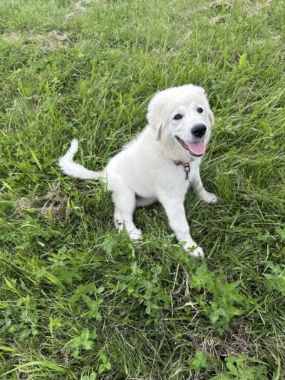 River Falls Dog Park - River Falls, WI