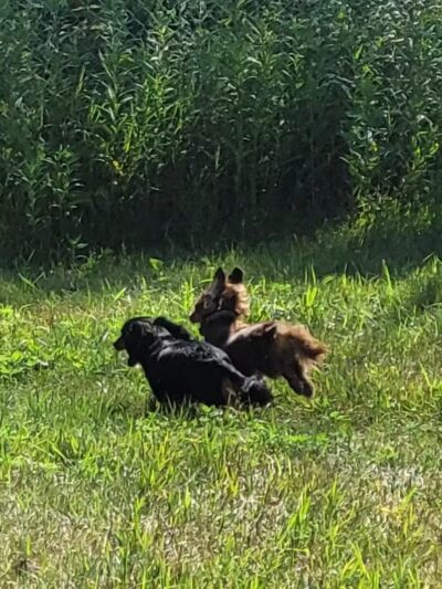 River Falls Dog Park - River Falls, WI