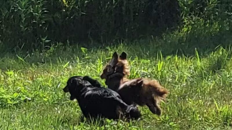 River Falls Dog Park - River Falls, WI