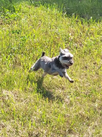River Falls Dog Park - River Falls, WI