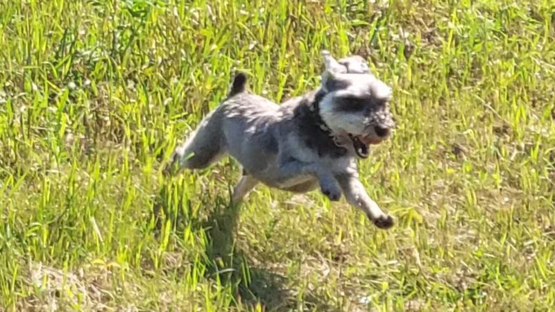 River Falls Dog Park - River Falls, WI