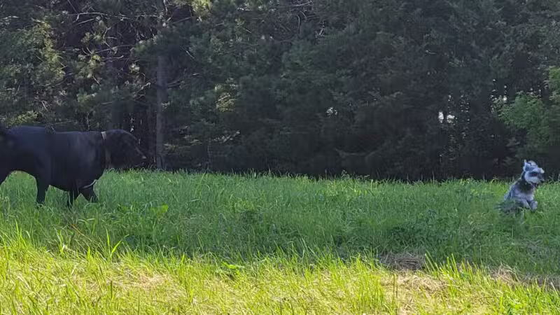 River Falls Dog Park - River Falls, WI