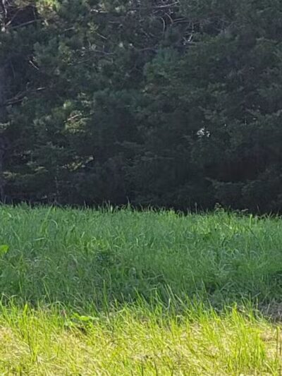 River Falls Dog Park - River Falls, WI