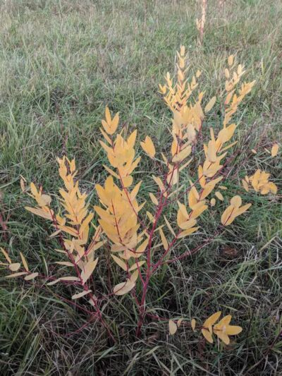 John Jakubowski Park - River Rouge,