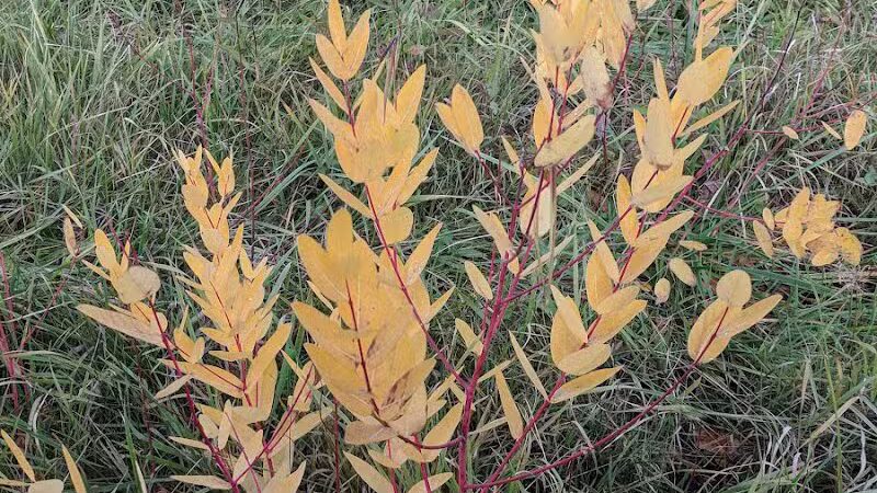 John Jakubowski Park - River Rouge,