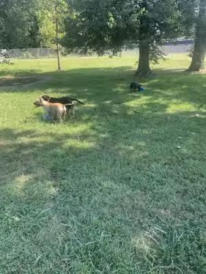 Waggertail Dog Park - Riverdale, MD