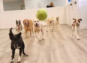 PAWS of Greenwich Canine Club - Riverside, CT