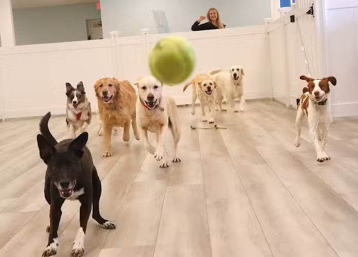 PAWS of Greenwich Canine Club - Riverside, CT