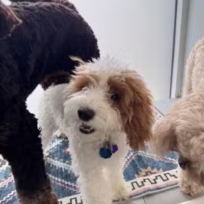 PAWS of Greenwich Canine Club - Riverside, CT