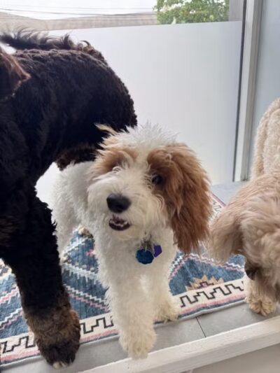 PAWS of Greenwich Canine Club - Riverside, CT