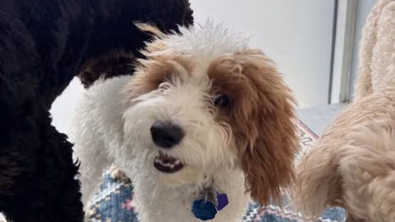 PAWS of Greenwich Canine Club - Riverside, CT