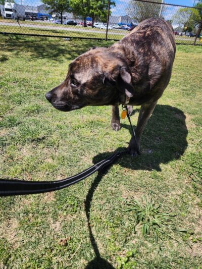 Halifax County Visitor Center Dog Run - Roanoke Rapids, NC