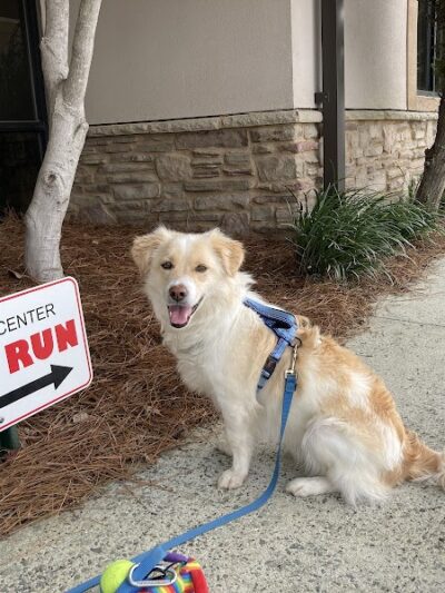 Halifax County Visitor Center Dog Run - Roanoke Rapids, NC