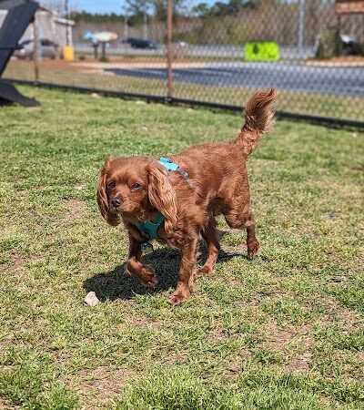Halifax County Visitor Center Dog Run - Roanoke Rapids, NC