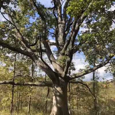 Bear Creek Nature Park - Rochester, MI