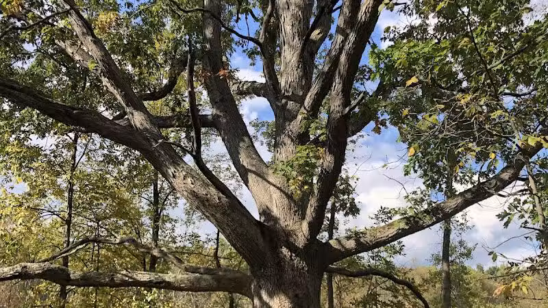 Bear Creek Nature Park - Rochester, MI