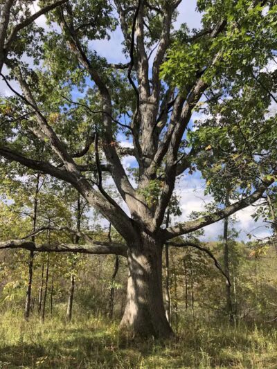 Bear Creek Nature Park - Rochester, MI