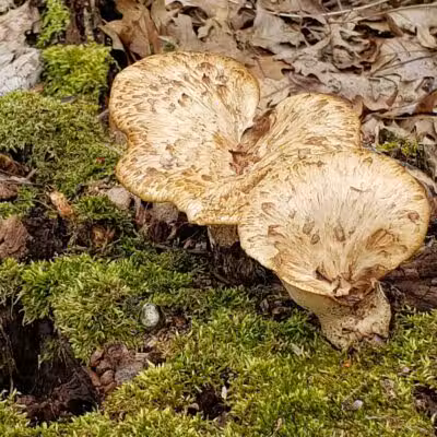 Bear Creek Nature Park - Rochester, MI