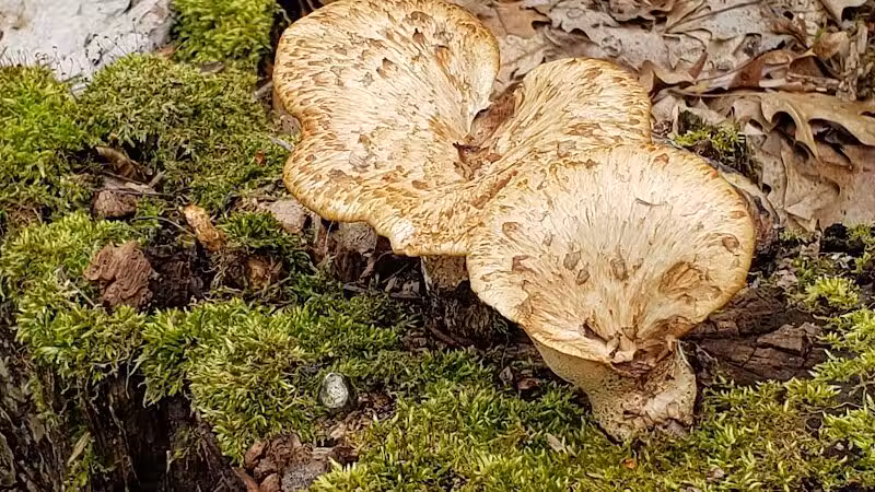 Bear Creek Nature Park - Rochester, MI