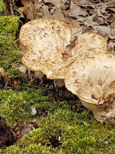 Bear Creek Nature Park - Rochester, MI