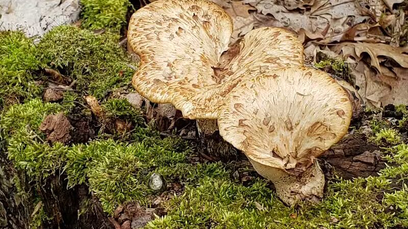 Bear Creek Nature Park - Rochester, MI