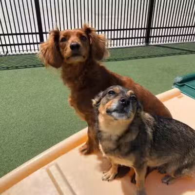 All American Pet Resorts Rochester Hills - Rochester Hills,